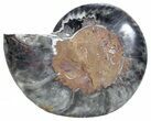 Split Black/Orange Ammonite (Half) - Unusual Coloration #55700-1
